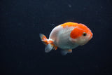 Baby Ranchu  Red White 3 Inch (ID#1231R9c-31) Free2Day SHIPPING