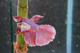 Dumbo   Multicolor Halfmoon Male Betta (ID#801-M117) Free2Day SHIPPING