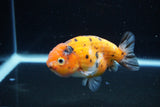 Ranchu  Calico 3.5 Inch (ID#1112R5c-103) Free2Day SHIPPING