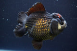 Short Body Thai Oranda  Panda 4.5 Inch (ID#830To14a-81) Free2Day SHIPPING. Please see notes