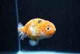 Ranchu  Calico 3.5 Inch (ID#1112R5c-103) Free2Day SHIPPING