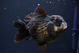 Short Body Thai Oranda  Panda 4.5 Inch (ID#830To14a-81) Free2Day SHIPPING. Please see notes