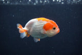 Baby Ranchu  Red White 3 Inch (ID#1231R9c-31) Free2Day SHIPPING