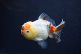 Yuan Bao Oranda  Calico 3.5 Inch (ID#1227Yb10b-71) Free2Day SHIPPING