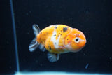 Ranchu  Calico 3.5 Inch (ID#1112R5c-103) Free2Day SHIPPING