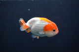 Baby Ranchu  Red White 3 Inch (ID#1231R9c-31) Free2Day SHIPPING