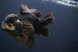 Short Body Thai Oranda  Panda 4.5 Inch (ID#830To14a-81) Free2Day SHIPPING. Please see notes