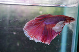 Dumbo   Multicolor Halfmoon Male Betta (ID#801-M117) Free2Day SHIPPING