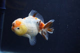 Yuan Bao Oranda  Calico 3.5 Inch (ID#1227Yb10b-71) Free2Day SHIPPING