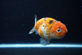 Ranchu  Calico 3.5 Inch (ID#1112R5c-103) Free2Day SHIPPING