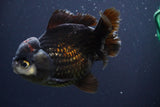 Short Body Thai Oranda  Panda 4.5 Inch (ID#830To14a-81) Free2Day SHIPPING. Please see notes