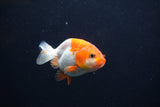 Baby Ranchu  Red White 2.5 Inch (ID#1231R9c-32) Free2Day SHIPPING