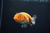 Ranchu  Calico 3.5 Inch (ID#1112R5c-103) Free2Day SHIPPING