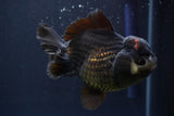 Short Body Thai Oranda  Panda 4.5 Inch (ID#830To14a-81) Free2Day SHIPPING. Please see notes