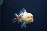 Yuan Bao Oranda  Calico 3.5 Inch (ID#1227Yb10b-71) Free2Day SHIPPING