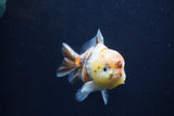 Yuan Bao Oranda  Calico 3.5 Inch (ID#1227Yb10b-71) Free2Day SHIPPING