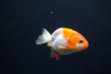 Baby Ranchu  Red White 2.5 Inch (ID#1231R9c-32) Free2Day SHIPPING