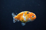 Ranchu  Calico 3.5 Inch (ID#1112R5c-103) Free2Day SHIPPING