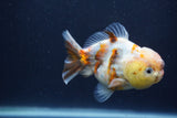 Yuan Bao Oranda  Calico 3.5 Inch (ID#1227Yb10b-71) Free2Day SHIPPING