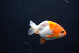 Baby Ranchu  Red White 2.5 Inch (ID#1231R9c-32) Free2Day SHIPPING