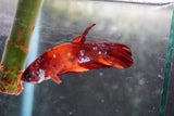 Nemo   Koi Plakat Male Betta (ID#801-M118) Free2Day SHIPPING