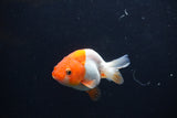 Baby Ranchu  Red White 2.5 Inch (ID#1231R9c-32) Free2Day SHIPPING