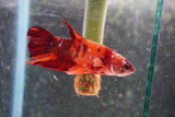 Nemo   Koi Plakat Male Betta (ID#801-M118) Free2Day SHIPPING