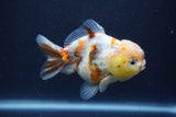 Yuan Bao Oranda  Calico 3.5 Inch (ID#1227Yb10b-71) Free2Day SHIPPING