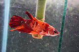 Nemo   Koi Plakat Male Betta (ID#801-M118) Free2Day SHIPPING