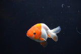 Baby Ranchu  Red White 2.5 Inch (ID#1231R9c-32) Free2Day SHIPPING