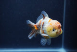 Yuan Bao Oranda  Calico 3.5 Inch (ID#1227Yb10b-71) Free2Day SHIPPING