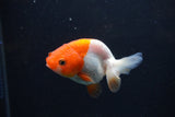 Baby Ranchu  Red White 2.5 Inch (ID#1231R9c-32) Free2Day SHIPPING