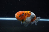 Ranchu  Calico 3.5 Inch (ID#1112R5c-104) Free2Day SHIPPING