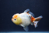 Yuan Bao Oranda  Calico 3.5 Inch (ID#1227Yb10b-71) Free2Day SHIPPING