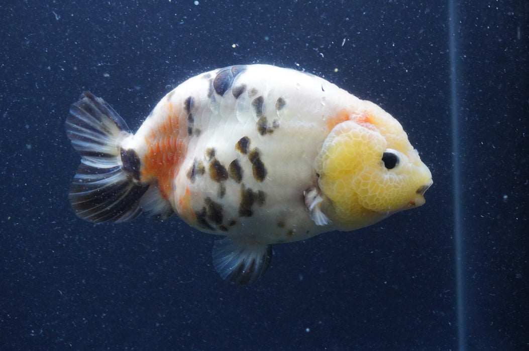 Milk Cow Ranchu  Calico 5.5 Inch (ID#401R10c-102) Free2Day SHIPPING