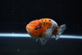 Ranchu  Calico 3.5 Inch (ID#1112R5c-104) Free2Day SHIPPING