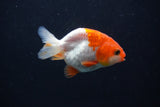 Baby Ranchu  Red White 2.5 Inch (ID#1231R9c-32) Free2Day SHIPPING