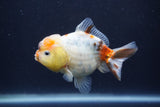 Yuan Bao Oranda  Calico 3.5 Inch (ID#1227Yb10b-71) Free2Day SHIPPING