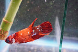 Nemo   Koi Plakat Male Betta (ID#801-M118) Free2Day SHIPPING