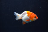 Baby Ranchu  Red White 2.5 Inch (ID#1231R9c-32) Free2Day SHIPPING