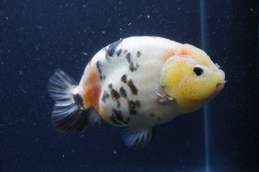 Milk Cow Ranchu  Calico 5.5 Inch (ID#401R10c-102) Free2Day SHIPPING