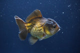 Short Body Thai Oranda  Bronze 3.5 Inch (ID#1008To14b-67) Free2Day SHIPPING