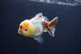 Yuan Bao Oranda  Calico 3.5 Inch (ID#1227Yb10b-71) Free2Day SHIPPING