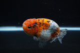 Ranchu  Calico 3.5 Inch (ID#1112R5c-104) Free2Day SHIPPING