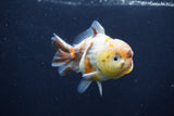 Yuan Bao Oranda  Calico 3.5 Inch (ID#1227Yb10b-71) Free2Day SHIPPING