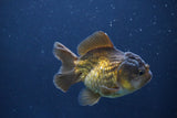 Short Body Thai Oranda  Bronze 3.5 Inch (ID#1008To14b-67) Free2Day SHIPPING