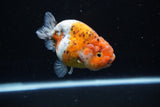 Ranchu  Calico 3.5 Inch (ID#1112R5c-104) Free2Day SHIPPING