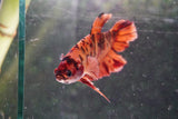 Nemo   Koi Plakat Male Betta (ID#801-M119) Free2Day SHIPPING