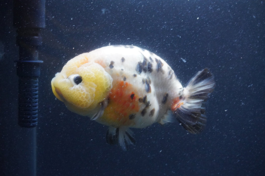 Milk Cow Ranchu  Calico 5.5 Inch (ID#401R10c-102) Free2Day SHIPPING