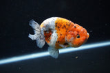 Ranchu  Calico 3.5 Inch (ID#1112R5c-104) Free2Day SHIPPING